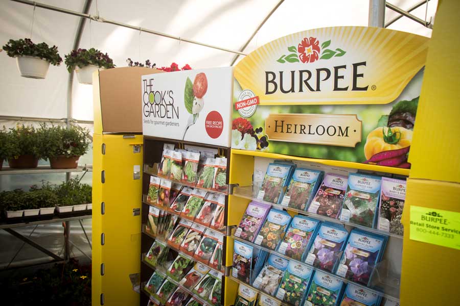 Burpee